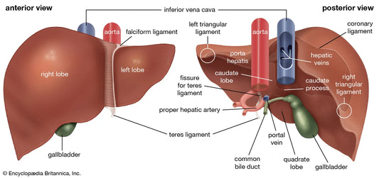 Why Choose Natural Liver Support Over Pharmaceuticals